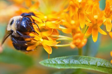 Bees sucking nectar from orange flower.