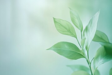 Fototapeta premium Soft Focus Green Leaf on a Blurred Mint Background