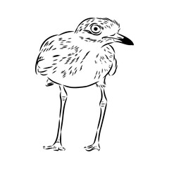 Vector card with hand drawn cute plover. Beautiful animal design elements, ink drawing
