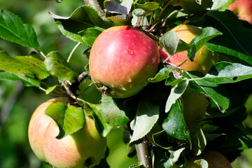 apples on tree