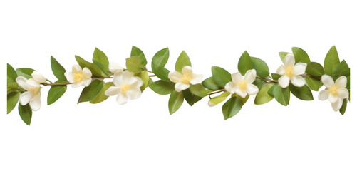 Obraz premium PNG Jasmine flower pattern adhesive strip plant white leaf.