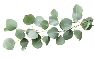 Green eucalyptus leaves  on transparent background, png	