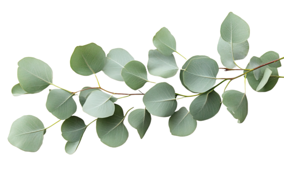 Green eucalyptus leaves  on transparent background, png	