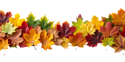 Various Autumn Leaves Border Isolated on White Transparent Background, PNG Element. Vibrant and varied fall foliage garland