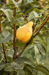 Pear hanging on a branch in the garden before the onset of autumn, a natural organic product