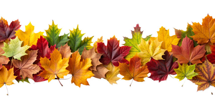 Various Autumn Leaves Border Isolated on White Transparent Background, PNG Element. Vibrant and varied fall foliage garland