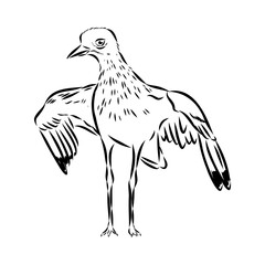 Vector card with hand drawn cute plover. Beautiful animal design elements, ink drawing