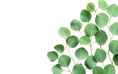 Obraz premium Green eucalyptus leaves on transparent background, png 