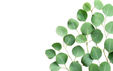 Green eucalyptus leaves  on transparent background, png	