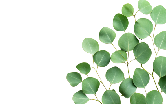 Green eucalyptus leaves  on transparent background, png	