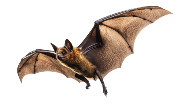 Bat in flight on transparent background, png
