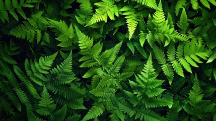 Green Fern Texture