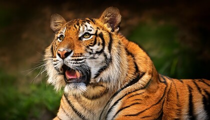 Roaring Tiger in the Wild - A Display of Power and Majesty