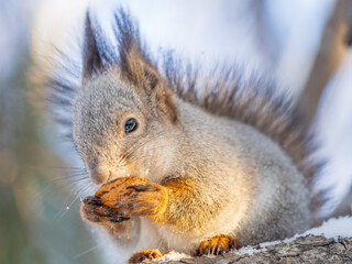The squirrel with nut sits on tree in the winter or late autumn