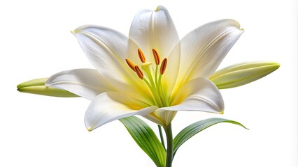Obraz premium Delicate white lily flower with yellow center and creamy pedals stands upright on a soft green stem against a pure white isolated background.