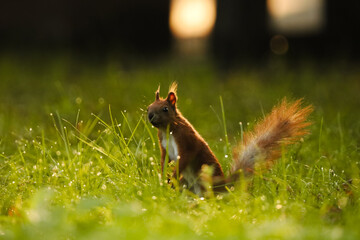 Squirrel in the park in the dawn light.