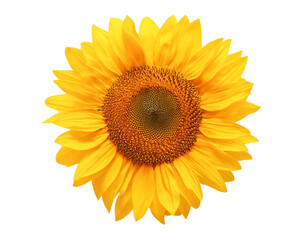 Fototapeta premium Bright Yellow Sunflower Isolated on Transparent background