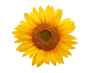 Fototapeta premium Bright Yellow Sunflower Isolated on Transparent background