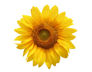 Bright Yellow Sunflower Isolated on Transparent background