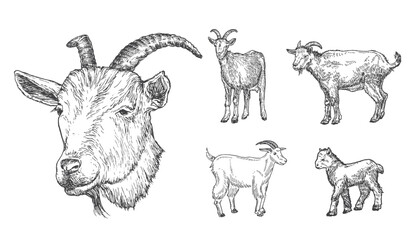 Goats and Goatling Domestic Animals Drawing Hand Drawn Engraving Style Cattle Silhouettes and Head. Retro Vector illustrations Set Isolated