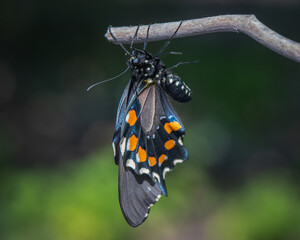 A Pipevine Swallowtail Butterfly, just after emerging from chrysalis.