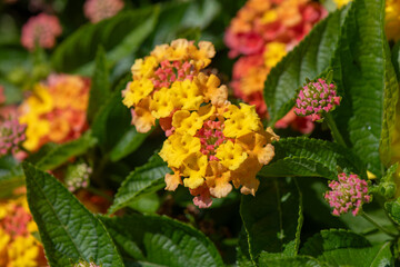 Close up of yellow Lantana flowers.