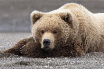 brown bear cub on a beach