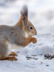 Obraz premium The squirrel in winter sits on white snow.