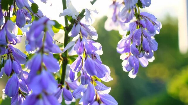 blooming wisteria with delicate purple flowers illuminated by soft sunlight. Flowers hang in clusters for a cascading effect