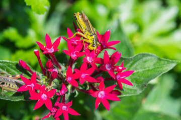 A Two-striped Grasshopper on red Egyption Starcluster flower.