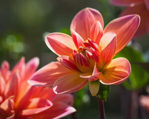Partially opened Mister Frans Waterlily Dahlia
