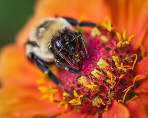 Close up of bee on orange zinnia flower.