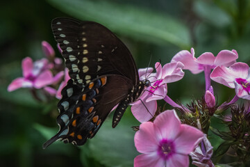 Close up of female Black Swallowtail of garden phlox plant.