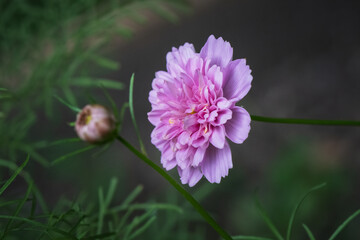 Rose Bonbon Cosmos flowers in garden.
