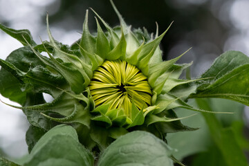 Close up of Sunflower petals prior to opening.