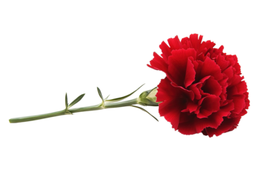 Beautiful red carnation on white background,png