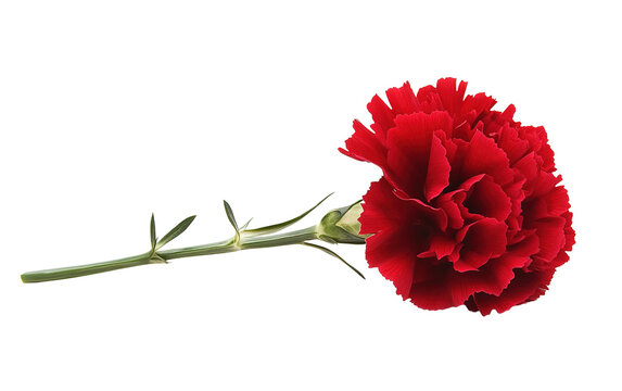 Beautiful red carnation on white background,png