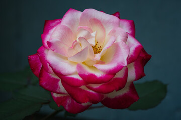 'White Lies' Rose against blue house.