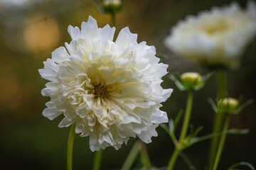 White Cosmos 'Double Click Snow Puff' flower