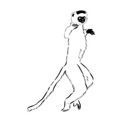 Verreaux's sifaka - vector illustration sketch hand drawn with black lines