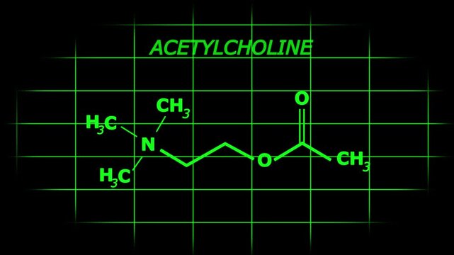 Acetylcholine or ACH  Molecular Structure Symbol dark green  Animation on  with grid background