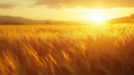 Obraz premium wheat field at sunset