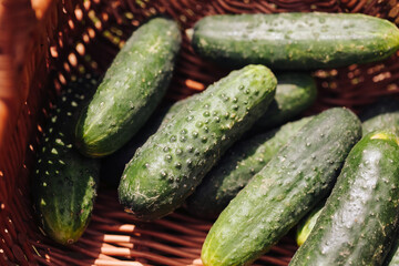 Cucumbers in a woven wicker basket. Freshly harvested organic vegetables from a home garden. Homegrown cucumbers in a rustic wicker basket. Healthy gardening background.