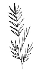 Autumn summer spring twig sprout wild plant with leaves drawn with black line contour for decorative pattern. Flat doodle style. Vector illustration.