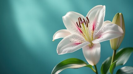 Fototapeta premium A single pink and white flower with a green stem. The flower is surrounded by a blue background. Generative AI