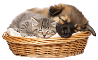 PNG Kitten basket mammal animal transparent background
