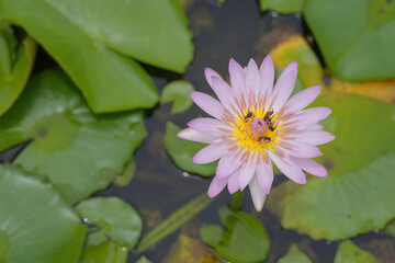 pink water Lilly in pond