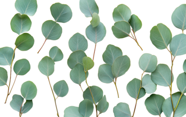 Green eucalyptus leaves on white background