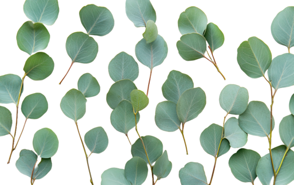 Green eucalyptus leaves on white background