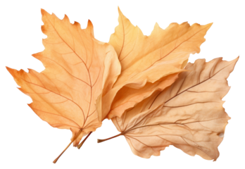 PNG Leaves autumn maple plant.